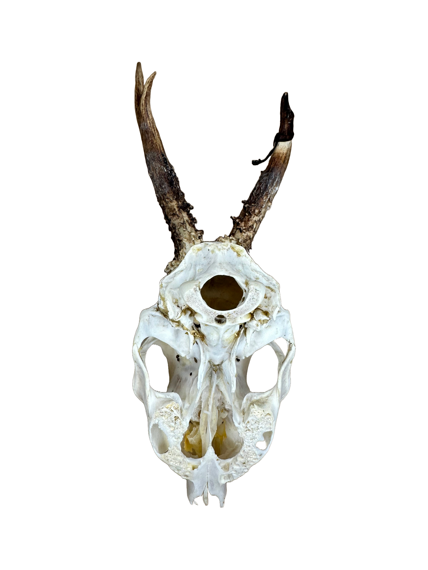 Bockschädel Rehbock Nr. 7