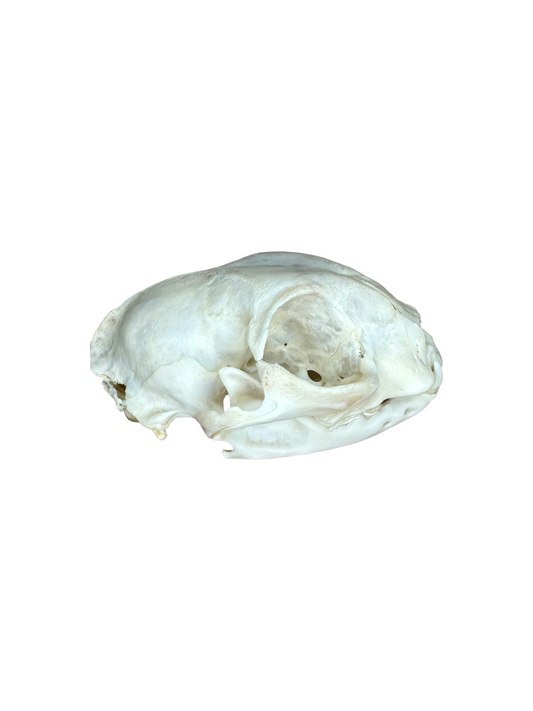 Katzenschädel kaufen