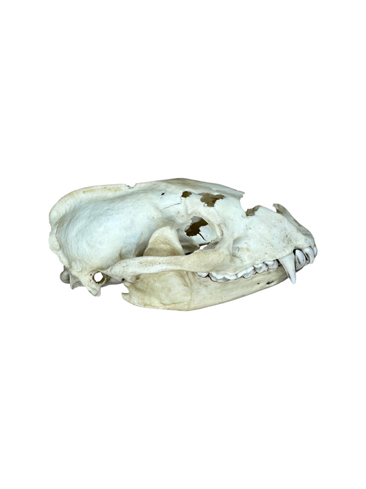 Dachs Schädel 2. Wahl Nr. 2