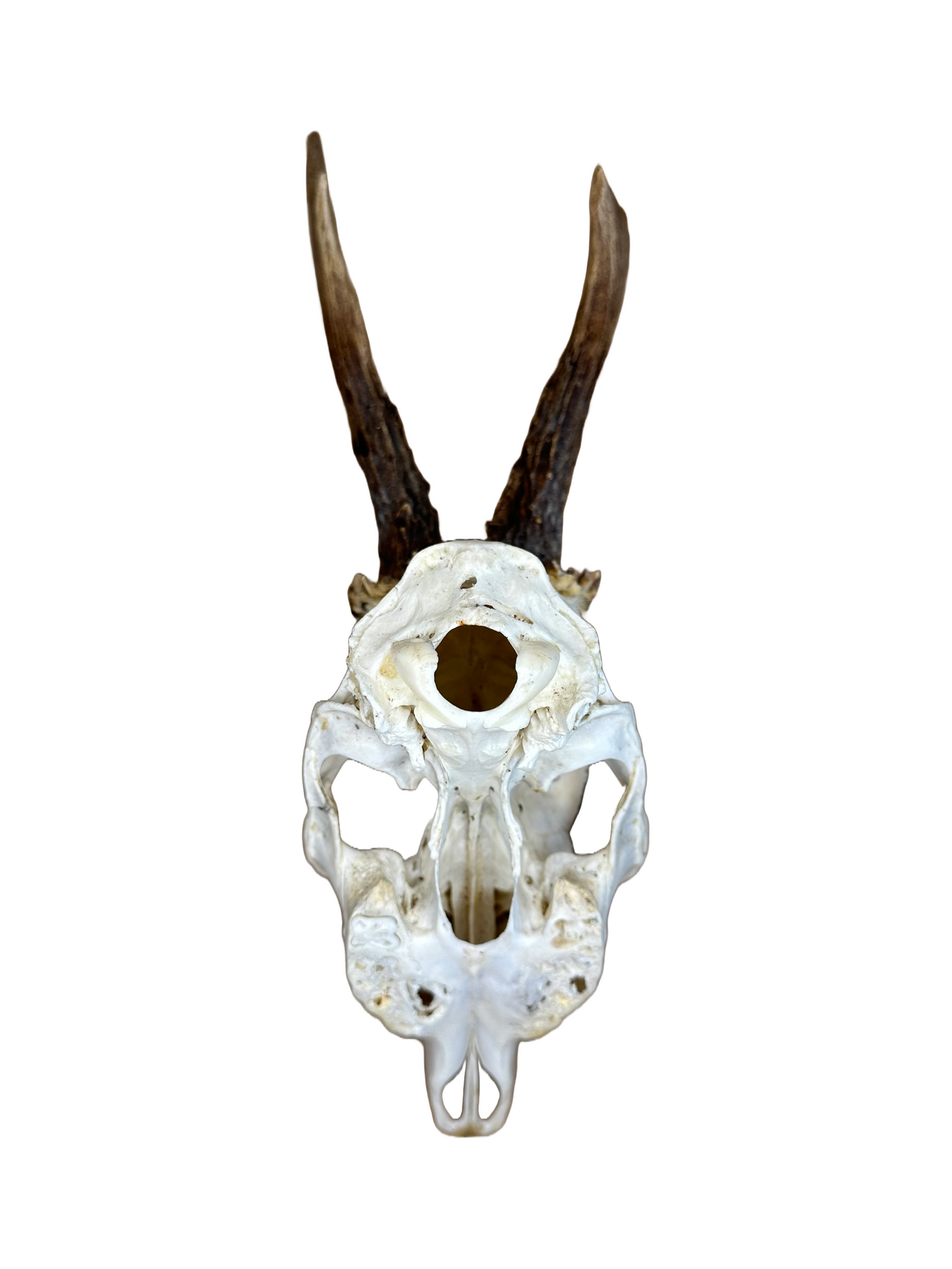 Bockschädel Rehbock Nr. 4