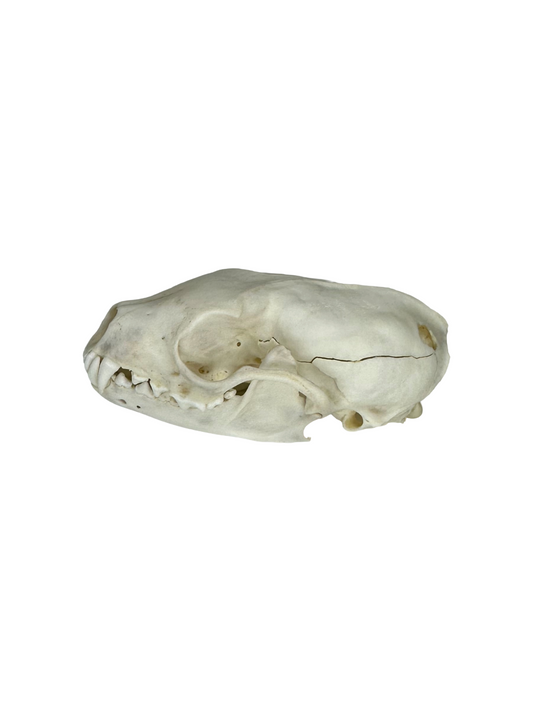 Steinmarder Schädel 2. Wahl Nr. 1