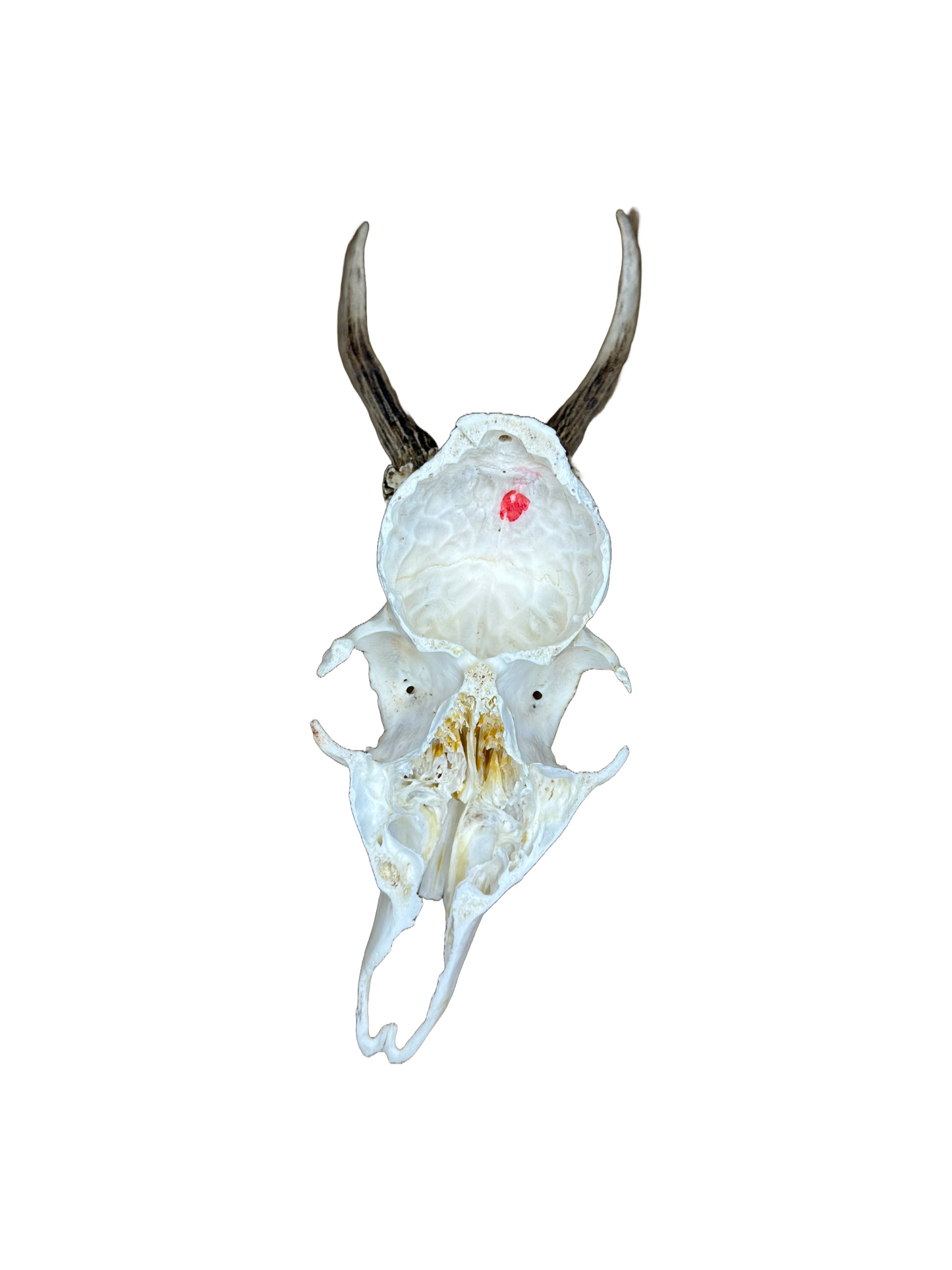 Bockschädel Rehbock Nr. 6