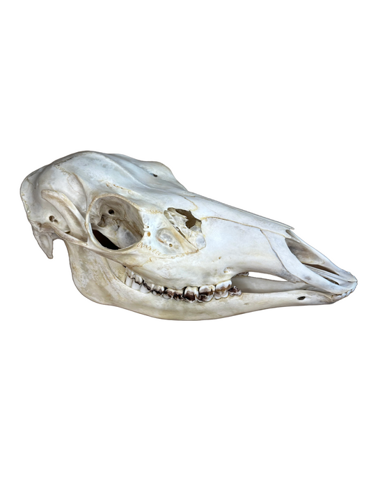 Rotwild Schädel Nr. 2