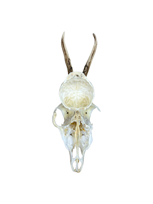 Bockschädel Rehbock Nr. 4