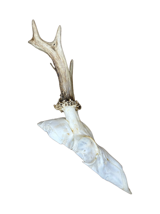 Bockschädel Rehbock Nr. 6