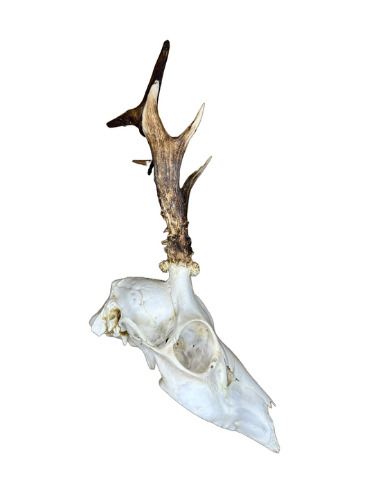 Bockschädel Rehbock Nr. 7