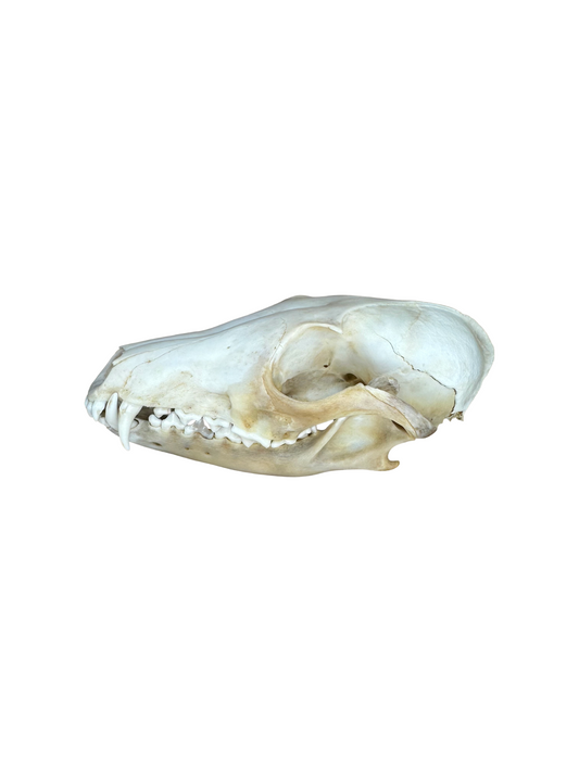 Fuchs Schädel Hinterkopf gebrochen Nr. 2