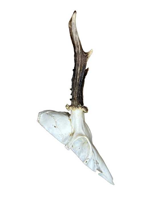 Bockschädel Rehbock Nr. 8