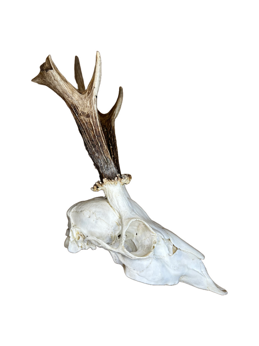 Bockschädel Rehbock Nr. 4