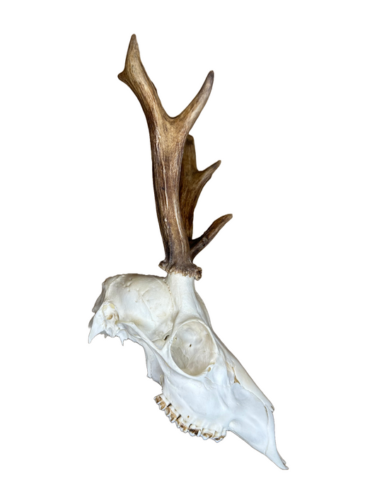 Bockschädel Rehbock Nr. 9