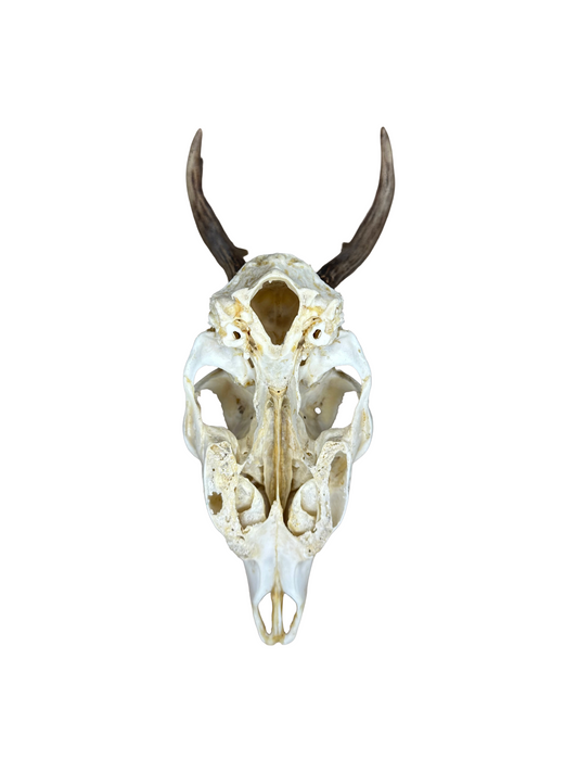 Bockschädel Rehbock Nr. 13