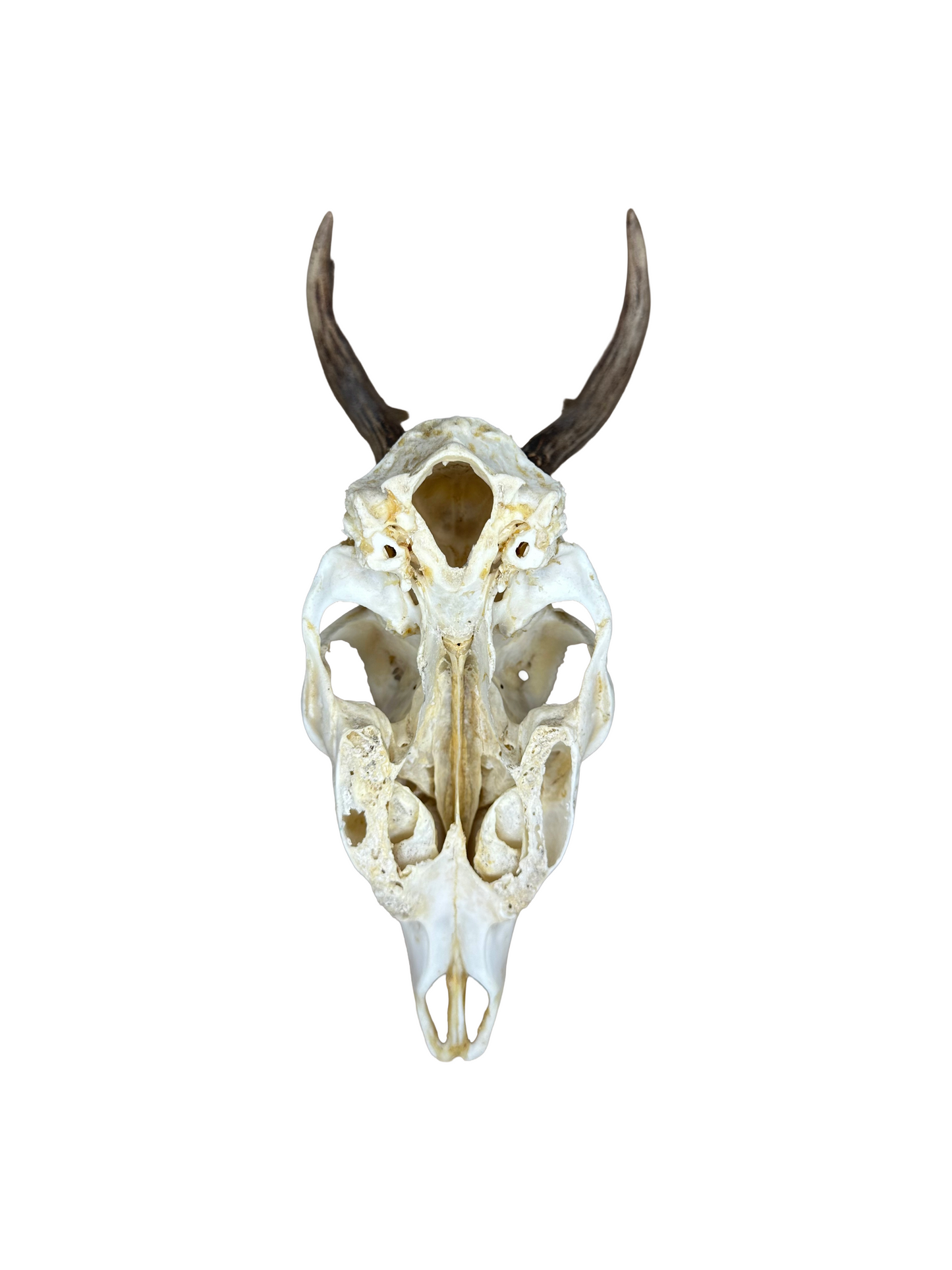 Bockschädel Rehbock Nr. 13