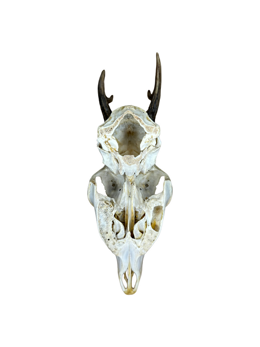 Bockschädel Rehbock Nr. 12