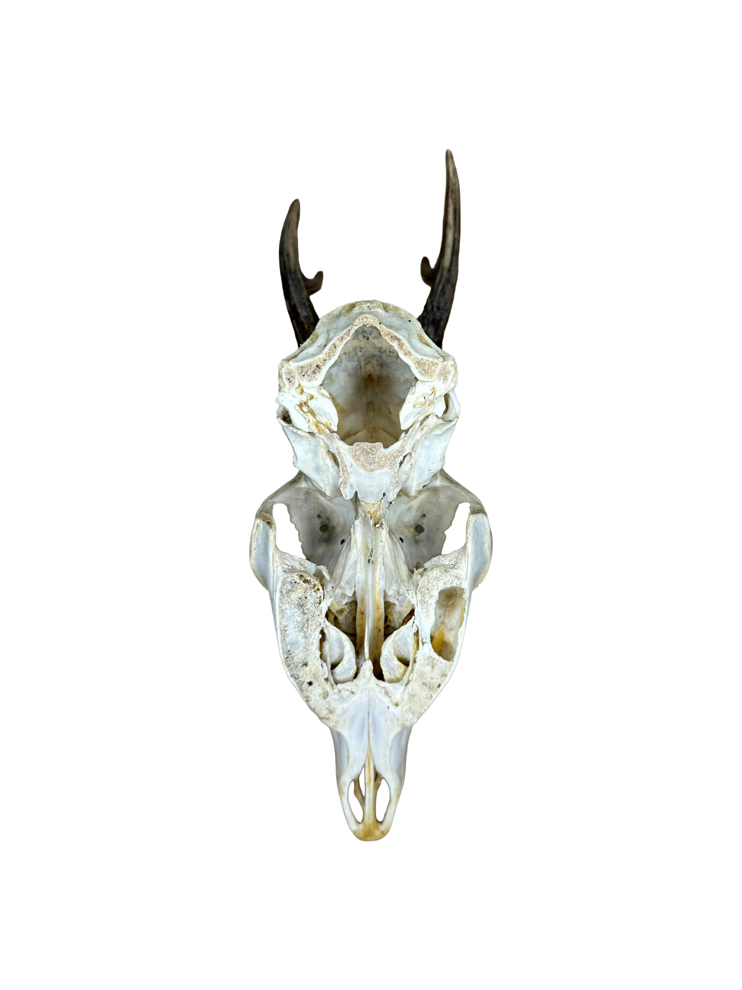 Bockschädel Rehbock Nr. 12