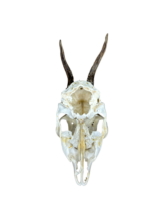 Bockschädel Rehbock Nr. 16