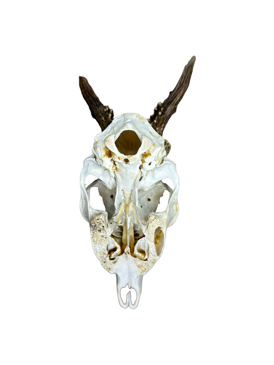Bockschädel Rehbock Nr. 11