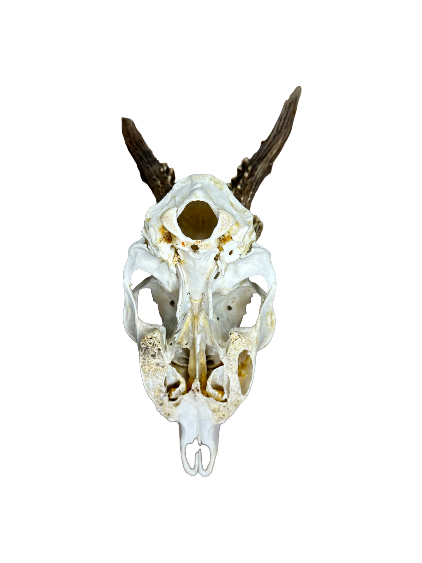 Bockschädel Rehbock Nr. 11
