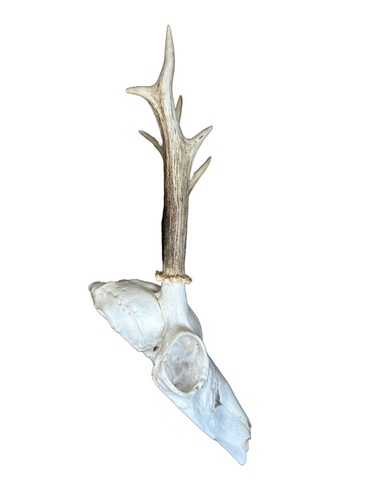 Bockschädel Rehbock Nr. 12