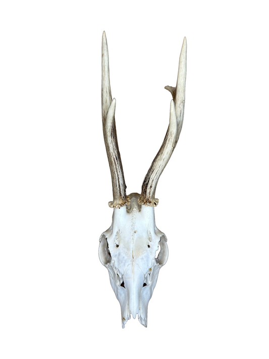 Bockschädel Rehbock Nr. 12