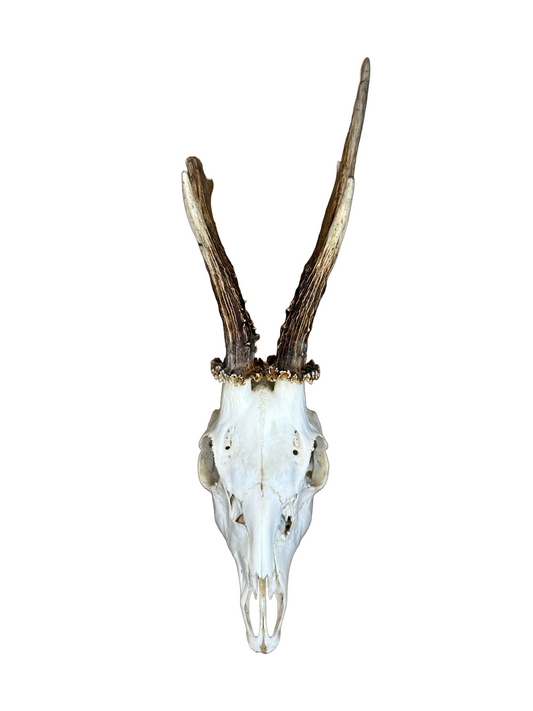 Bockschädel Rehbock Nr. 4