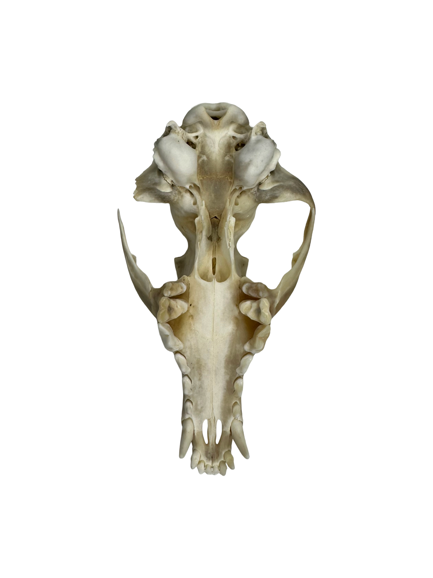 Fuchs Schädel Augenhöhle abgebrochen Nr. 4