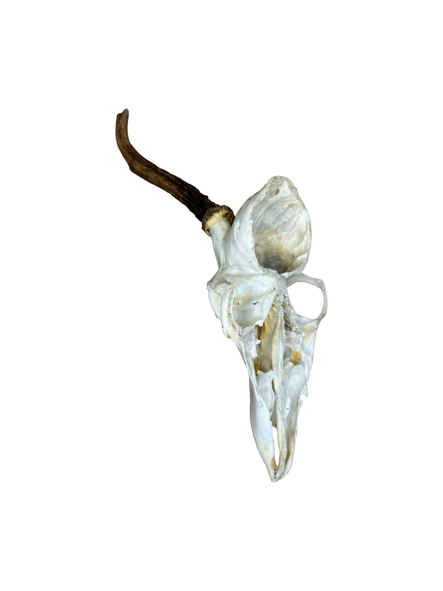 Bockschädel Rehbock Nr. 9