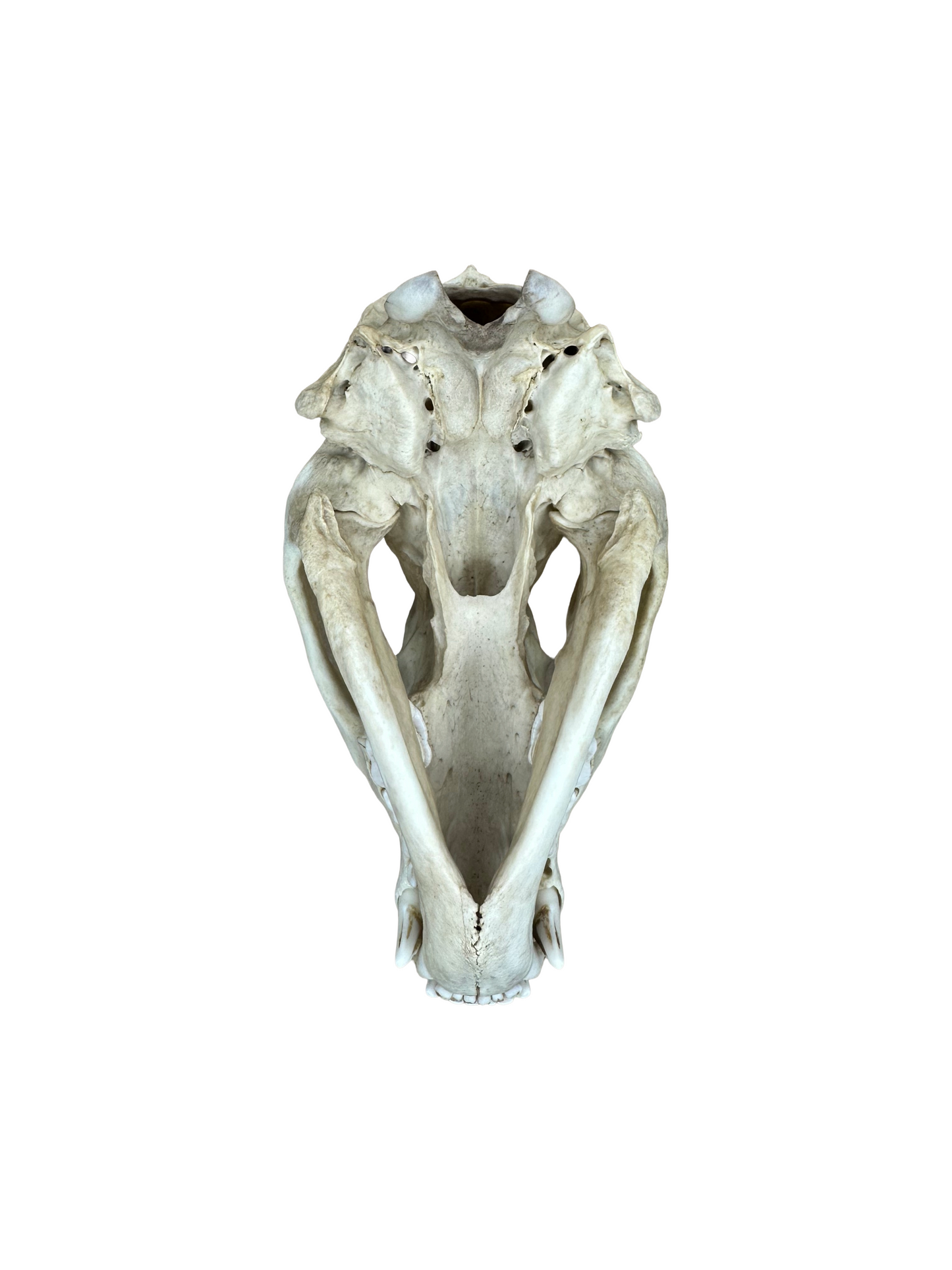 Dachs Schädel 2. Wahl Nr. 4