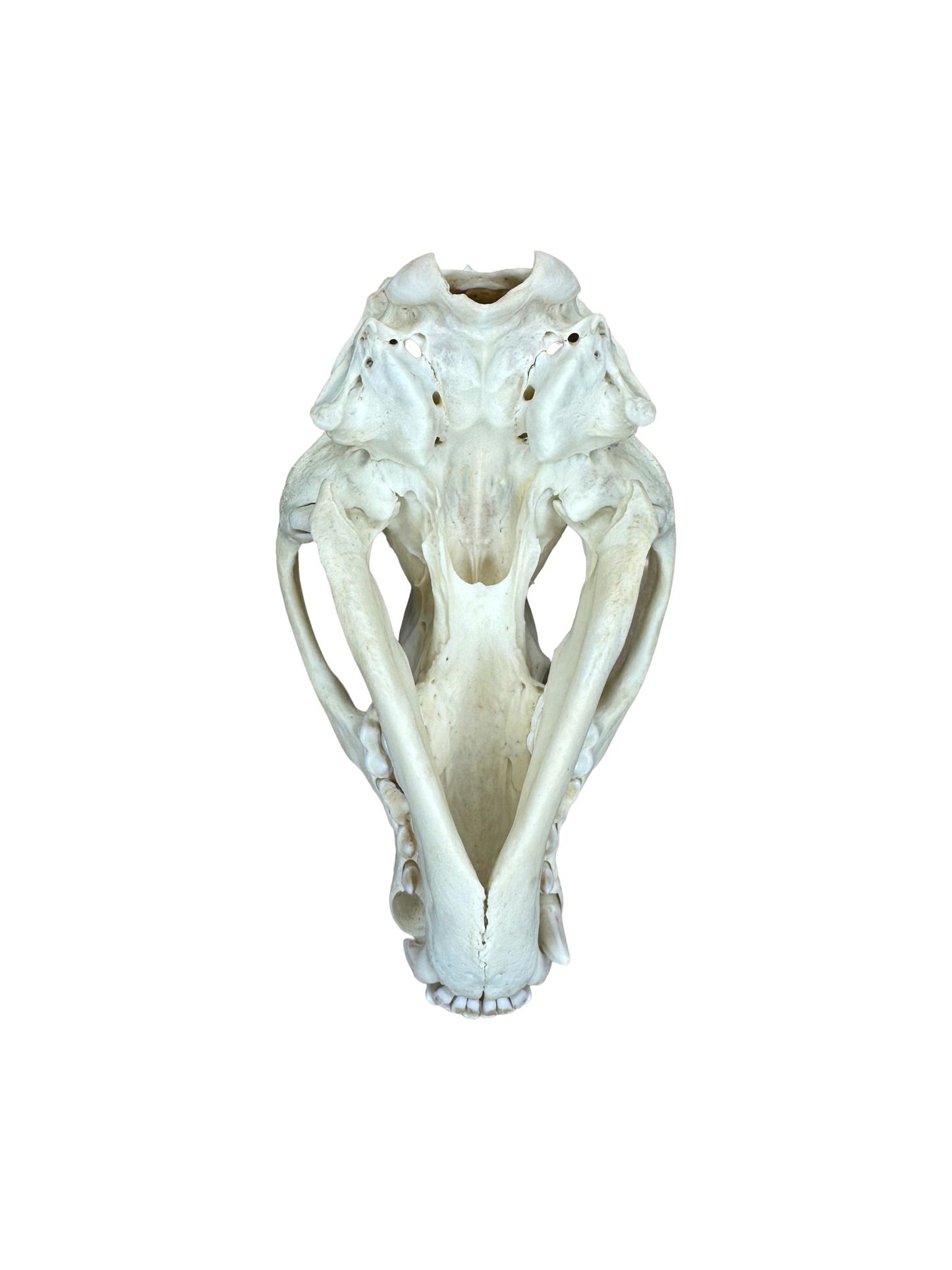 Dachs Schädel 2. Wahl Nr. 1