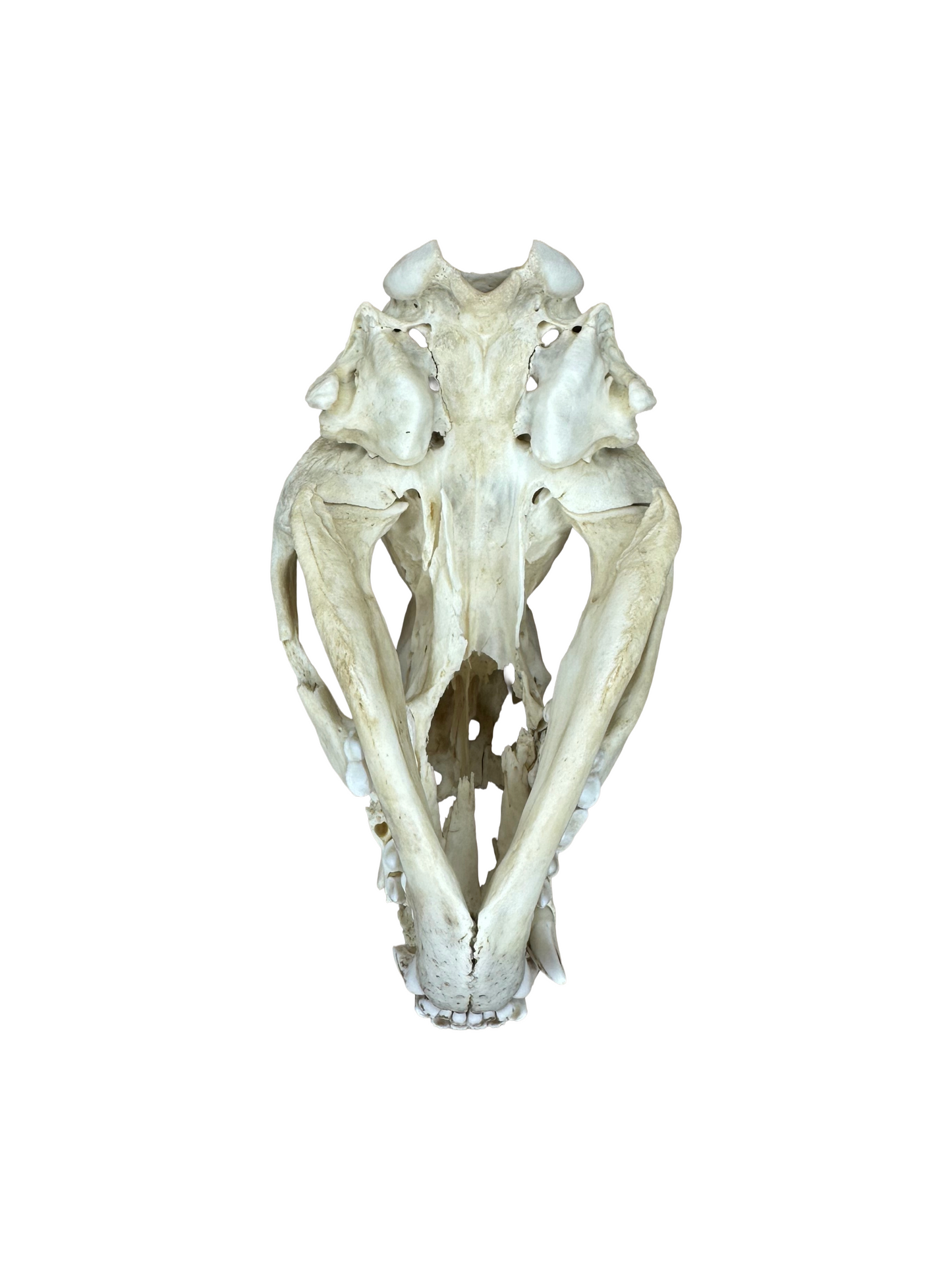 Dachs Schädel 2. Wahl Nr. 2