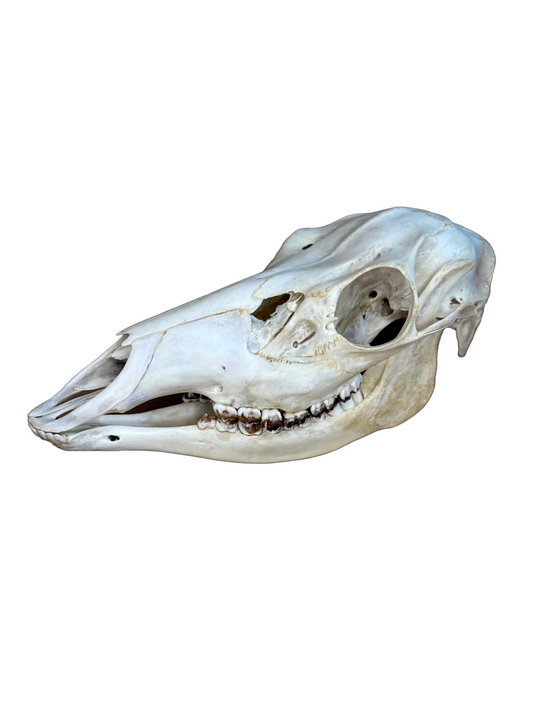 Rotwild Schädel Nr. 2