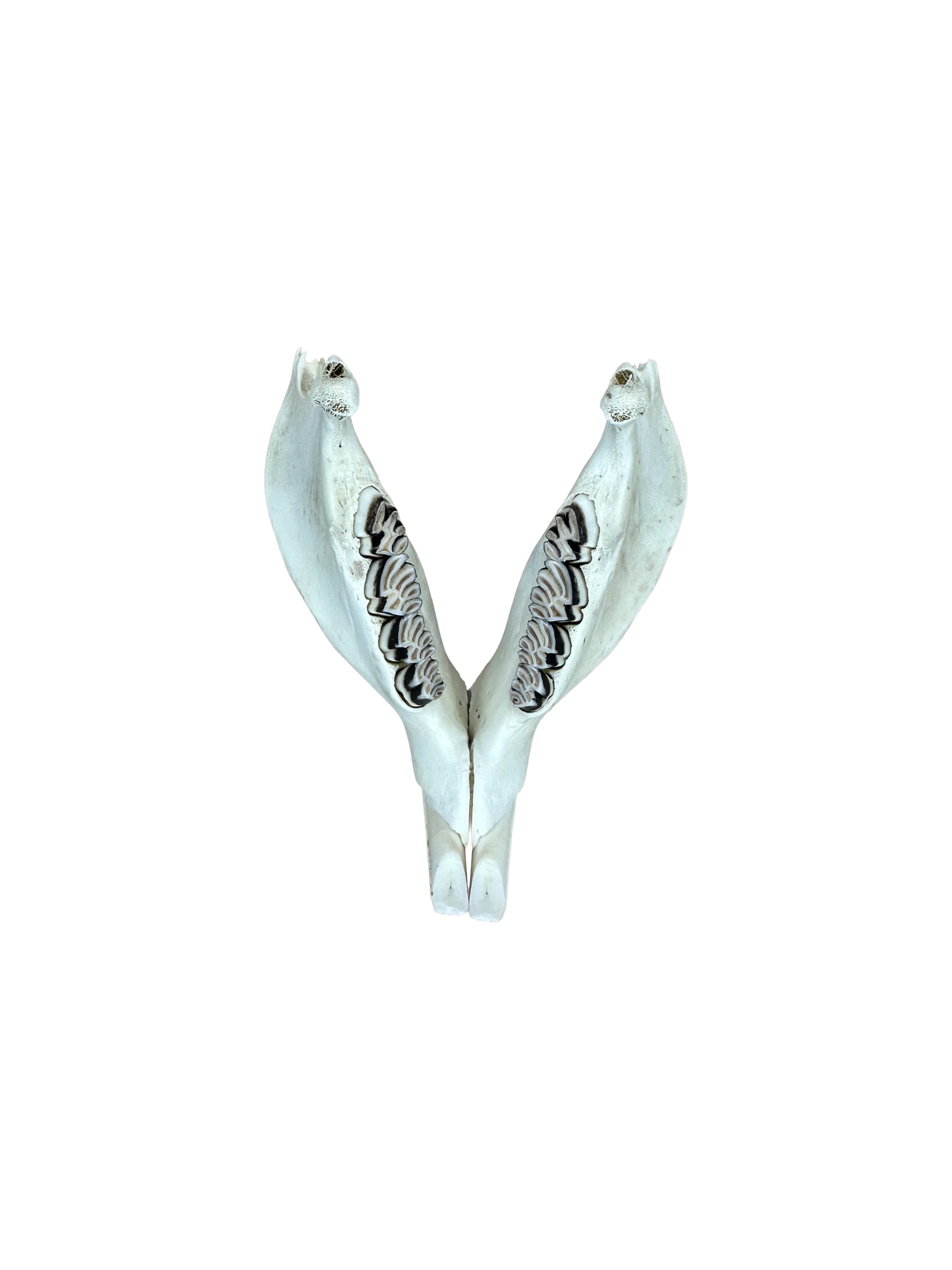 Nutria Schädel Hinterkopf fehlt Nr. 1