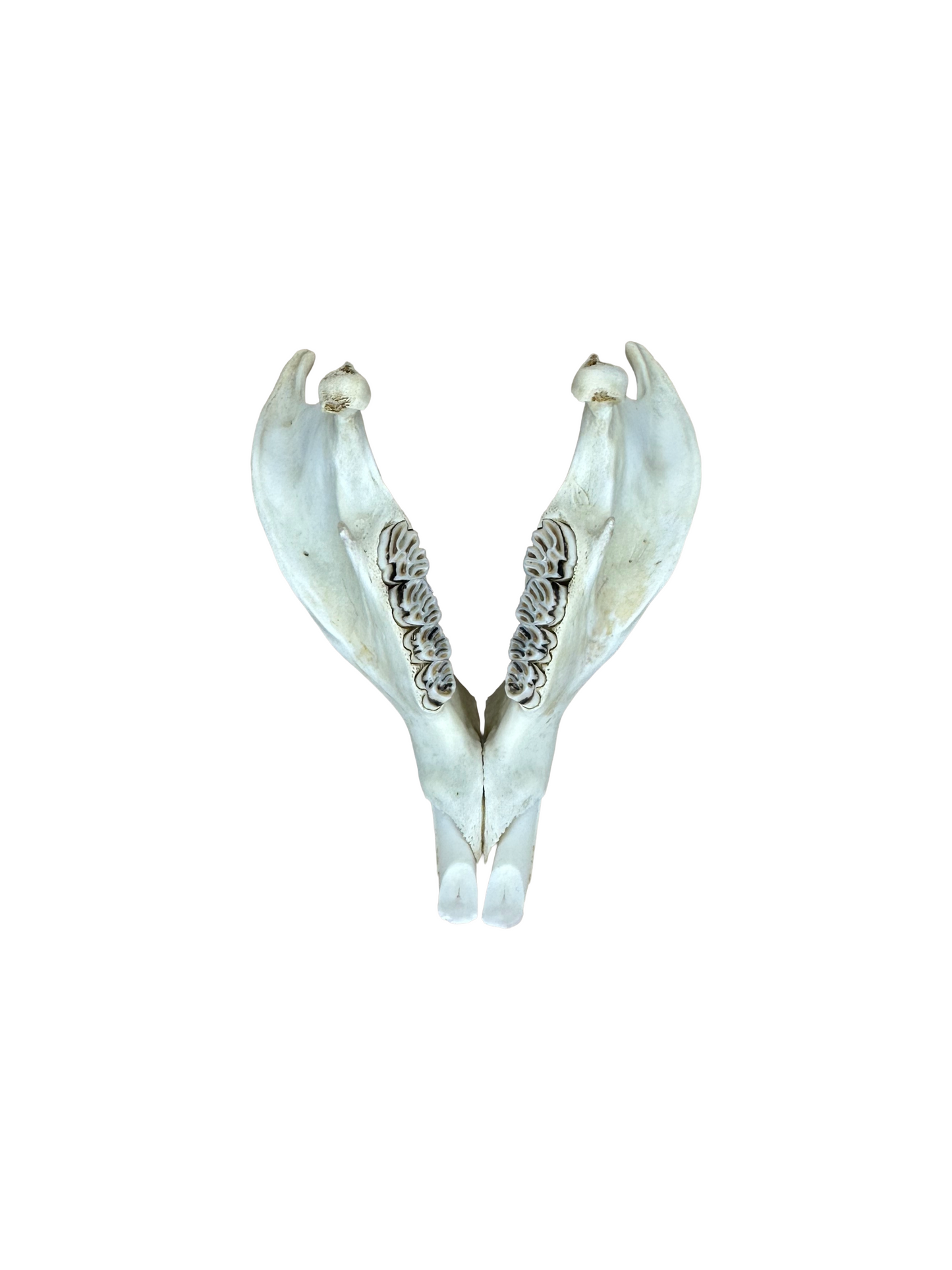 Nutria Schädel beschädigter Hinterkopf Nr. 3