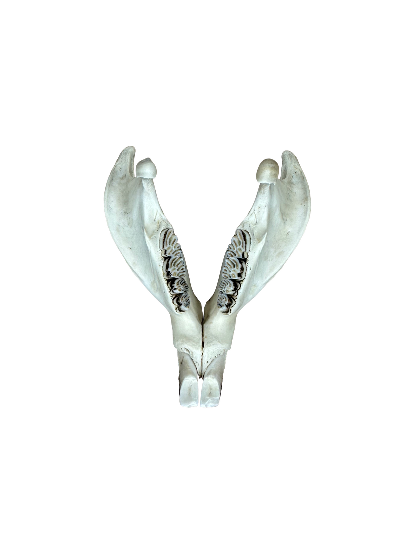 Nutria Schädel Hinterkopf gebrochen Nr. 4