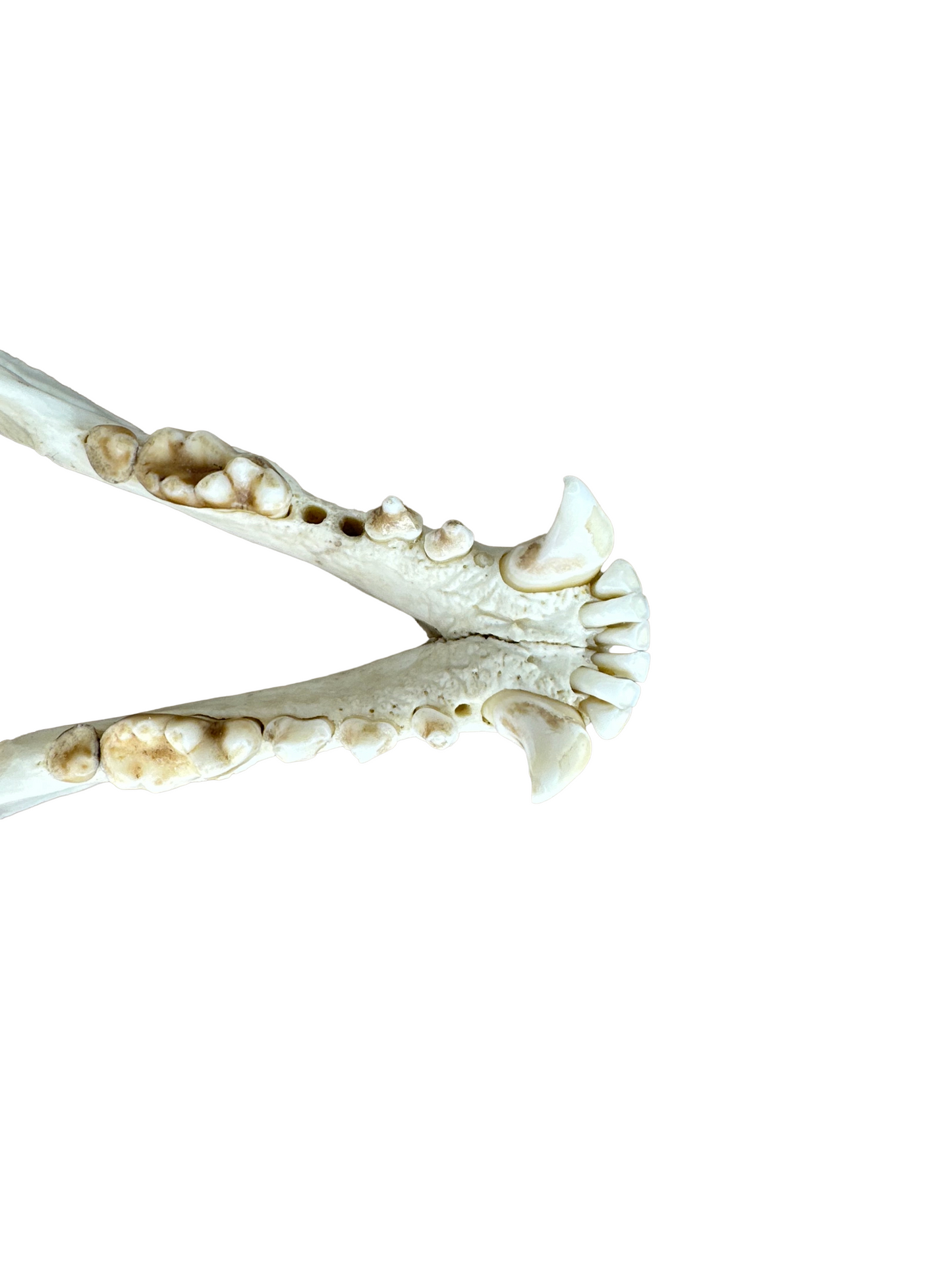 Dachs Schädel zwei Zähne fehlen Nr. 7