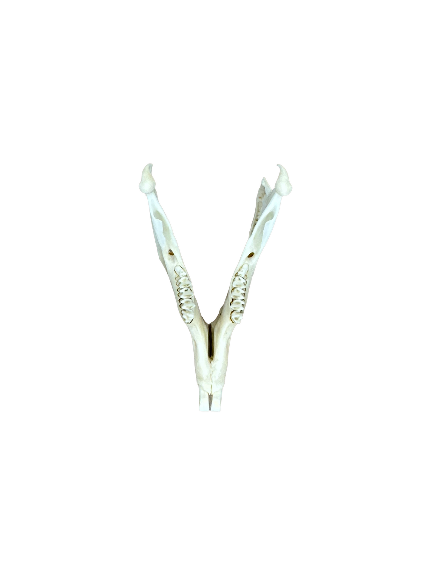 Feldhase Schädel Hinterkopf beschädigt Nr. 2