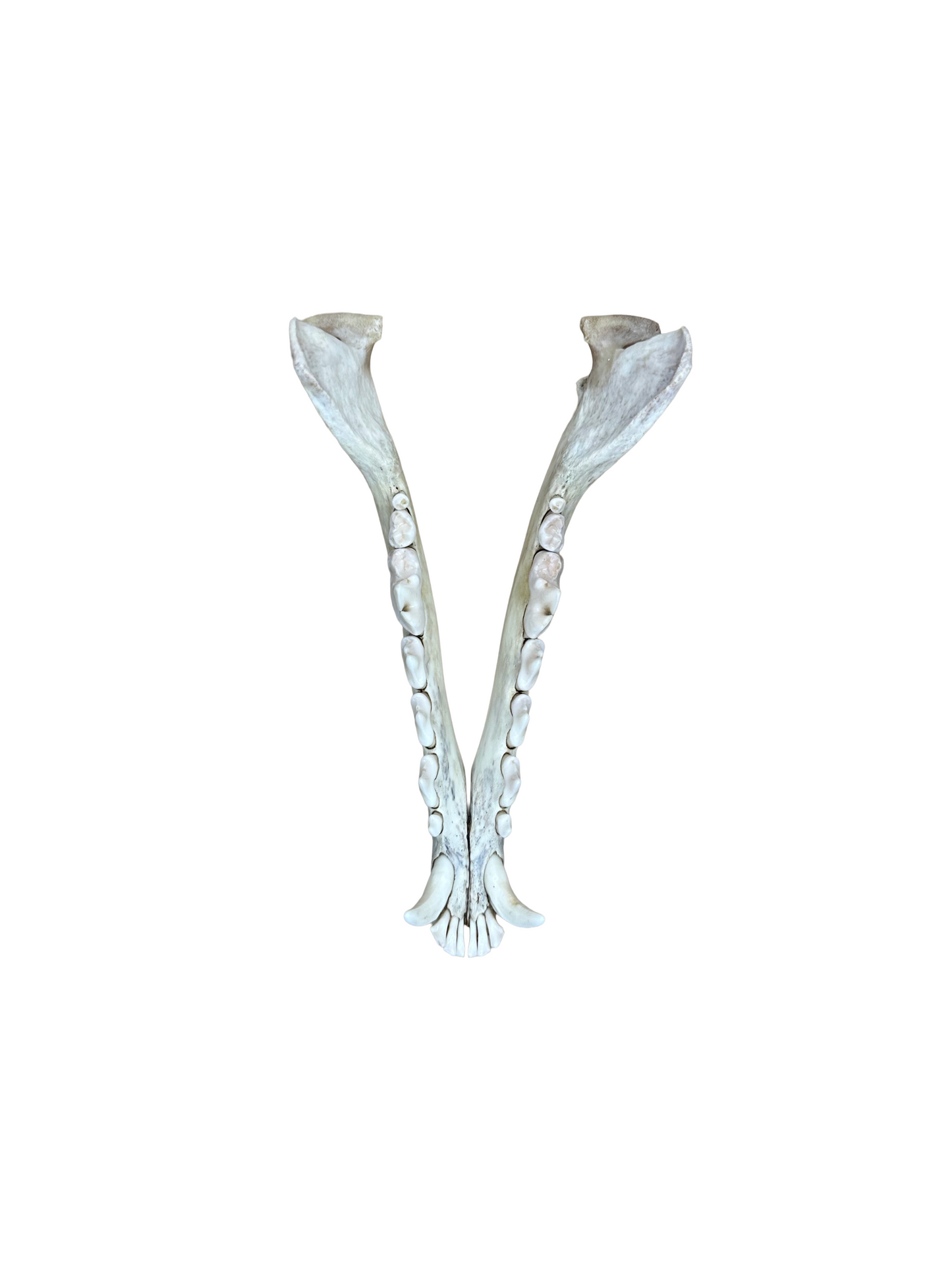 Fuchs Schädel beschädigte Ohrmuschel Nr. 5