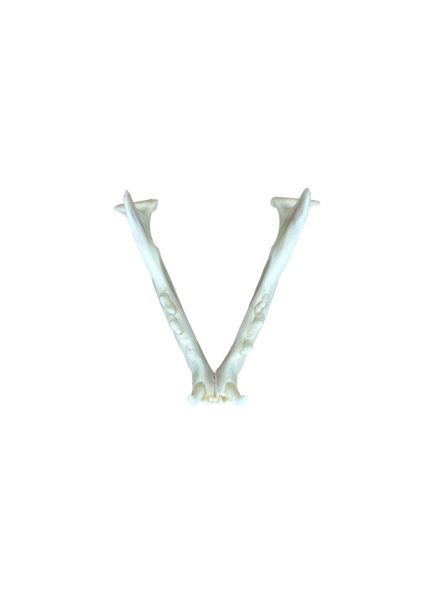 Katzen Schädel 2. Wahl Nr. 1