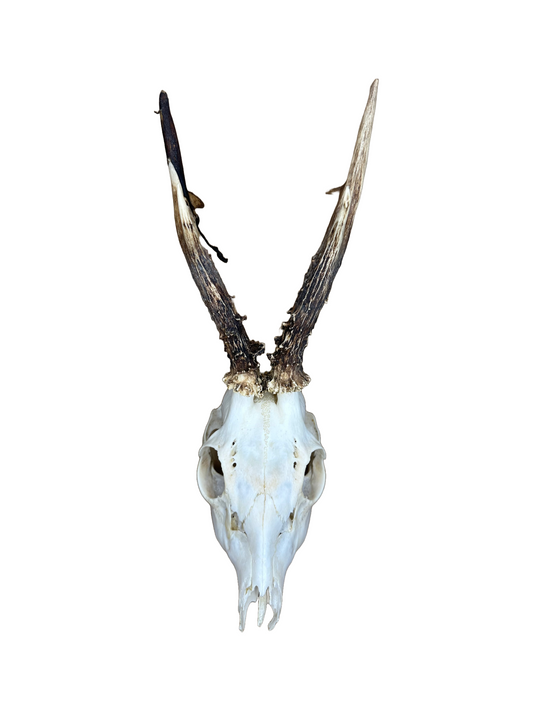 Bockschädel Rehbock Nr. 7