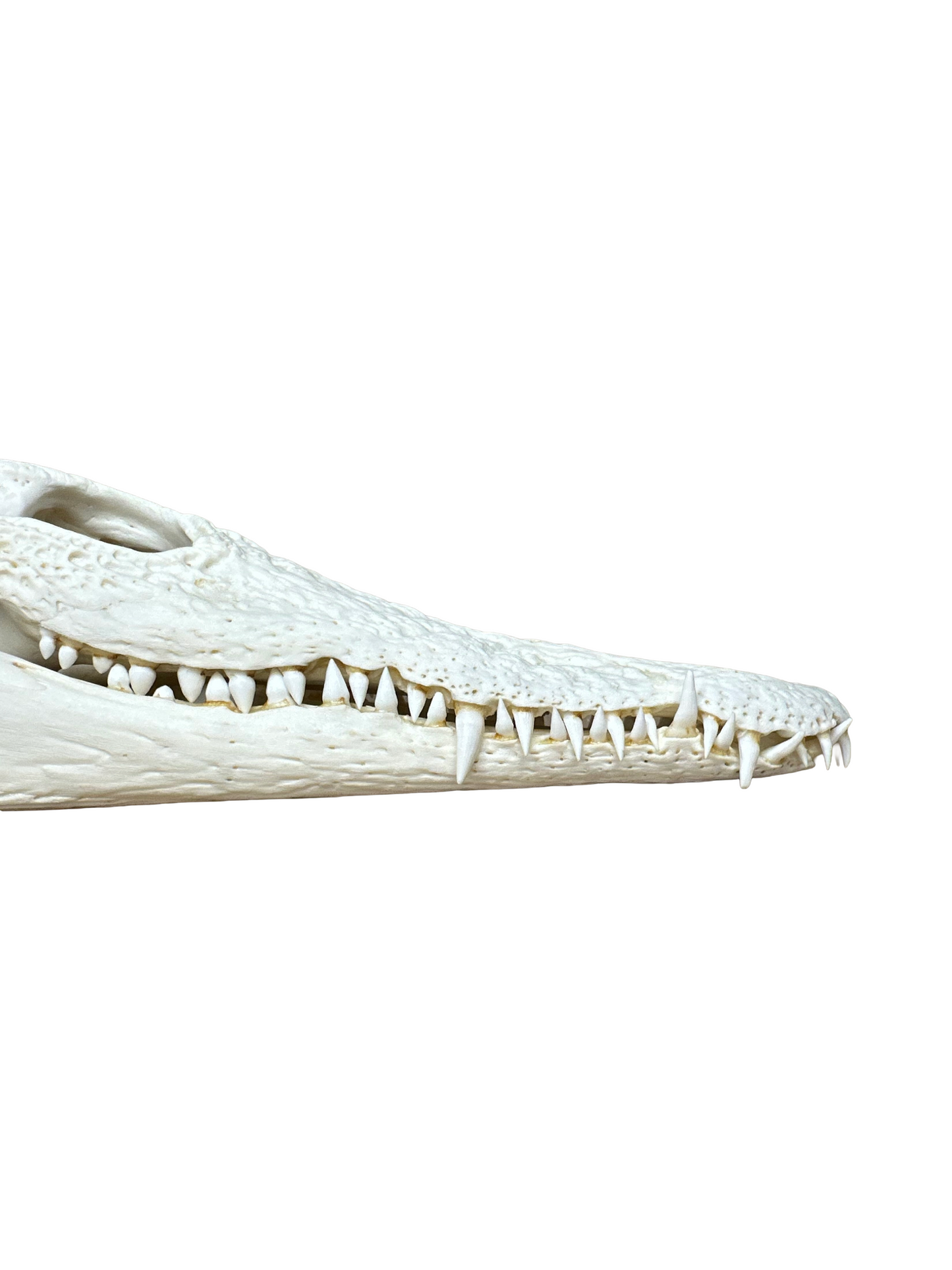 Nilkrokodilschädel mit CITES 30cm 4002