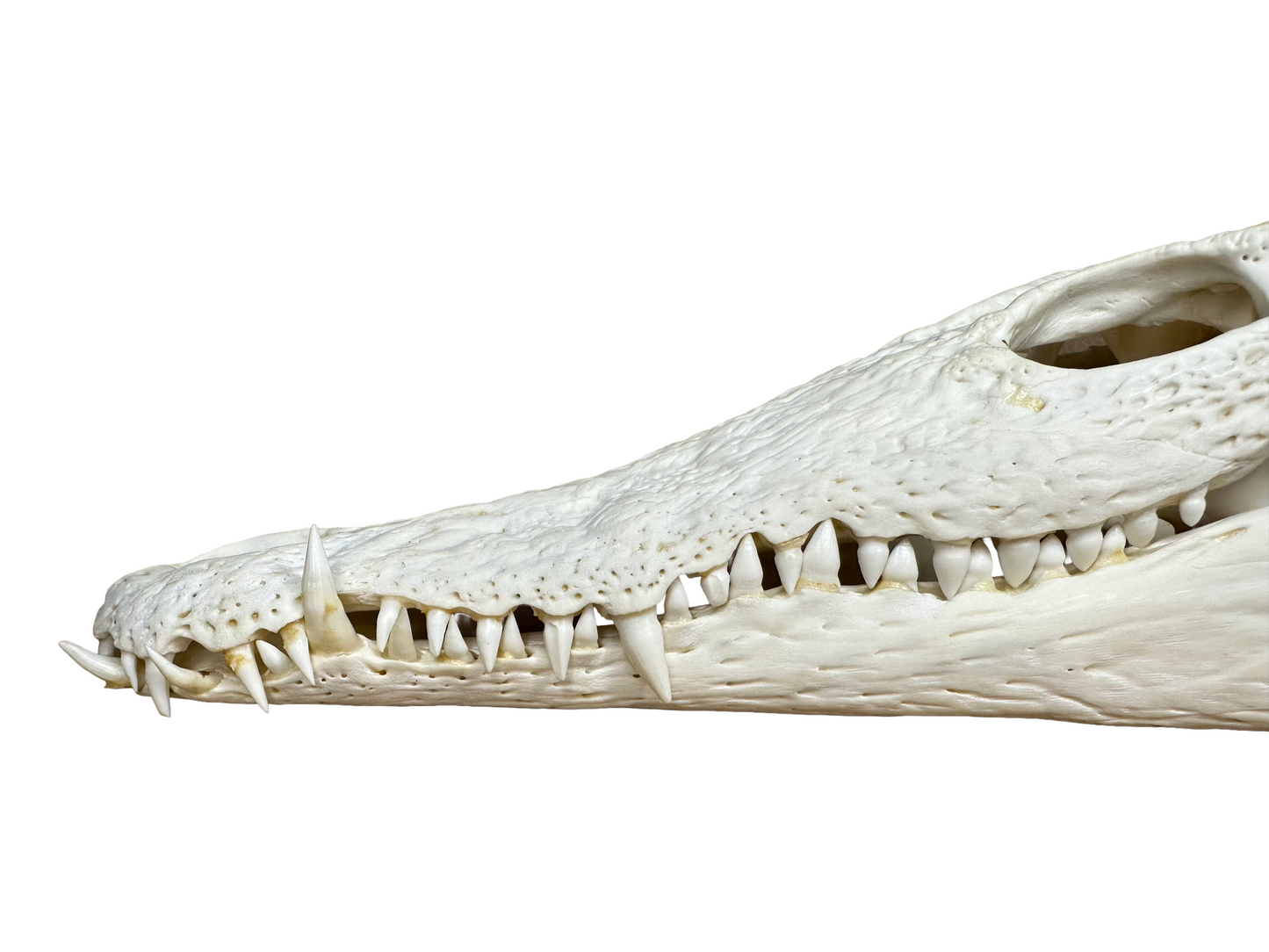 Echter Nilkrokodilschädel mit CITES