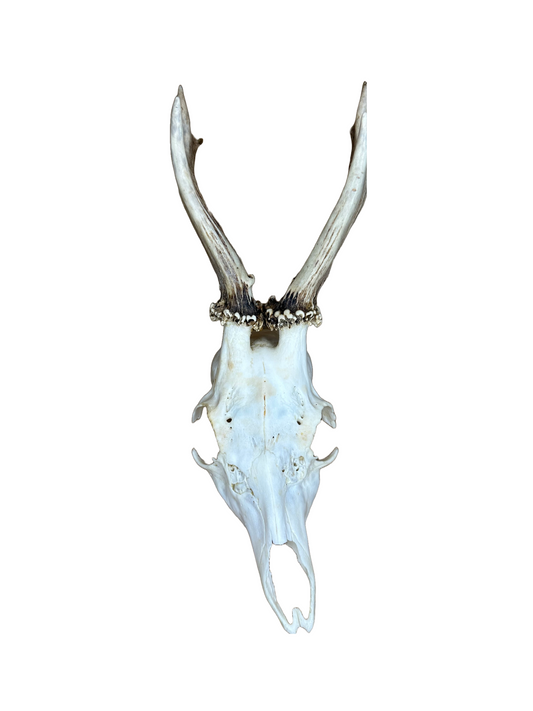Bockschädel Rehbock Nr. 6