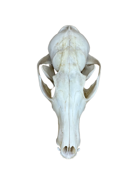 Fuchs Schädel fehlende Zähne Nr. 11