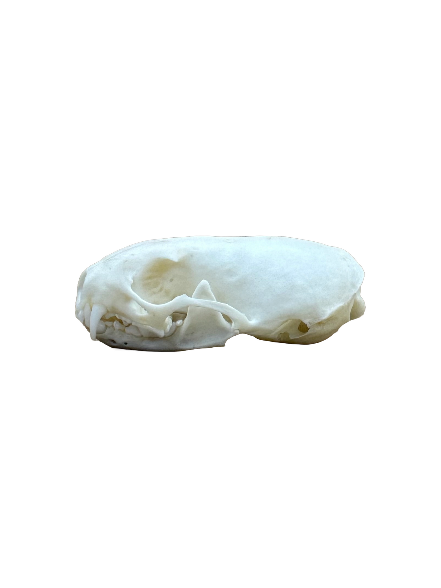 Mauswiesel Schädel