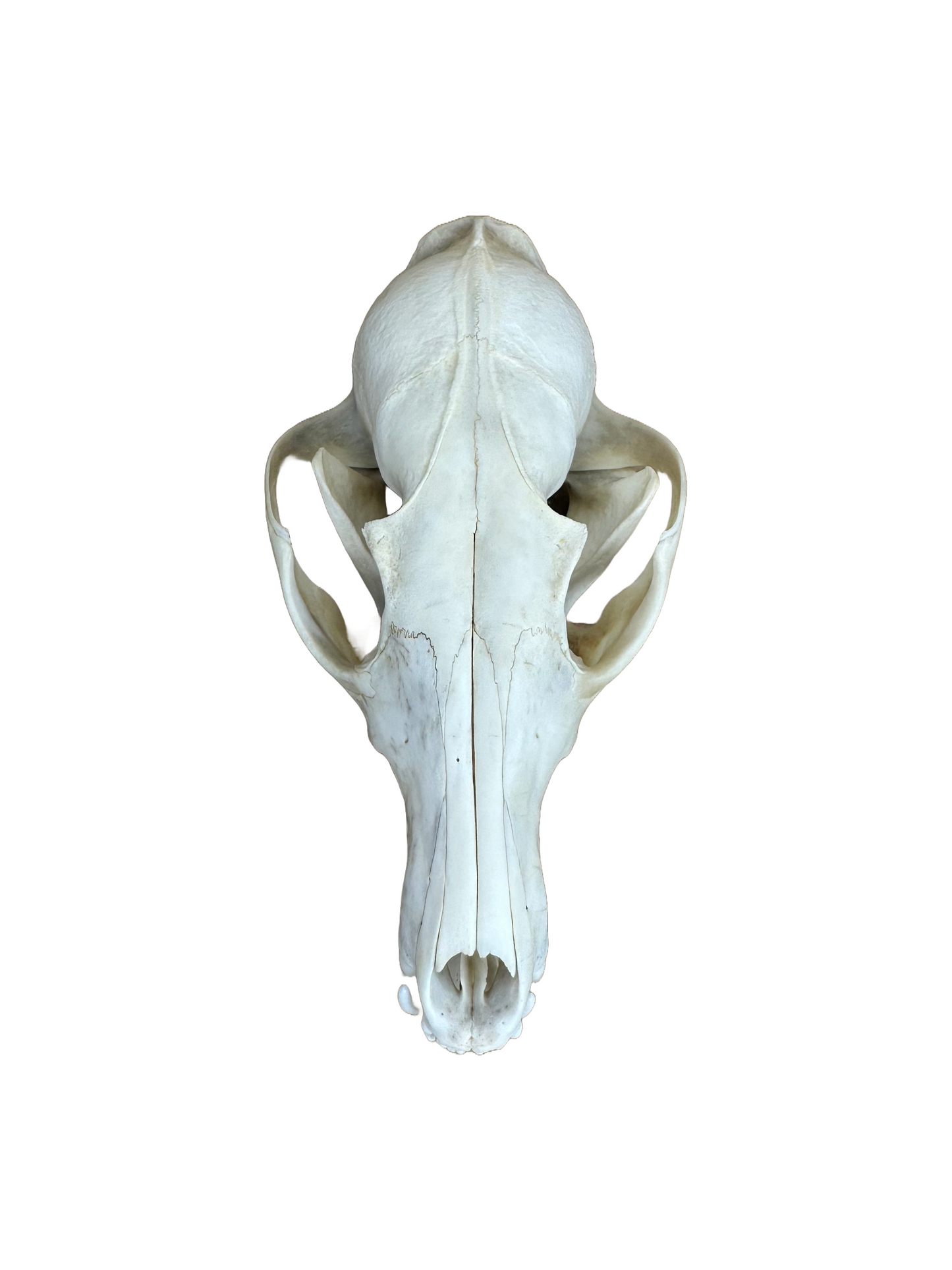 Fuchs Schädel Einschuss Nr. 16