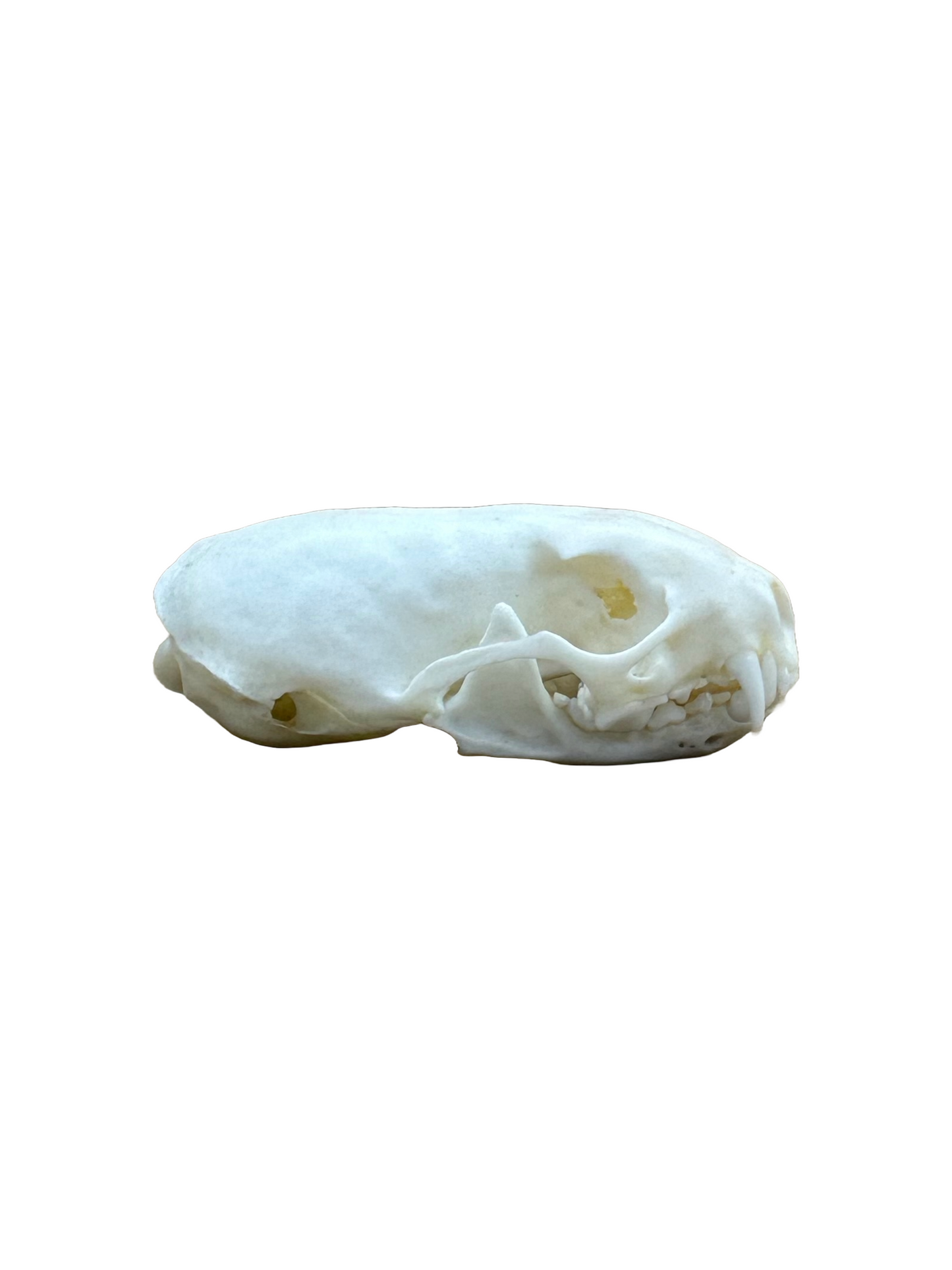 Mauswiesel Schädel