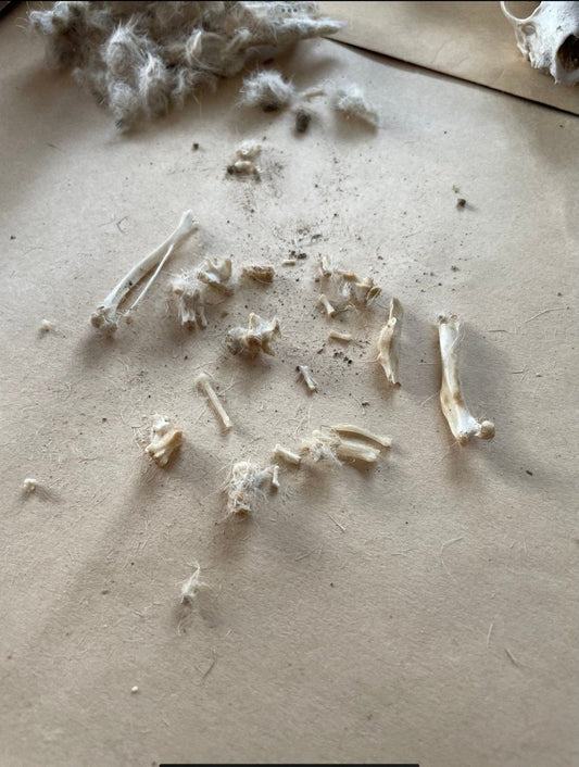 5er Set Gewölle vom Uhu - Hunti.Danti