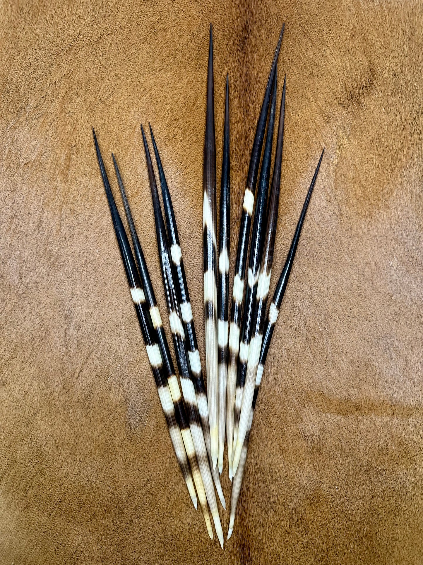 Porcupine quills 26-30cm