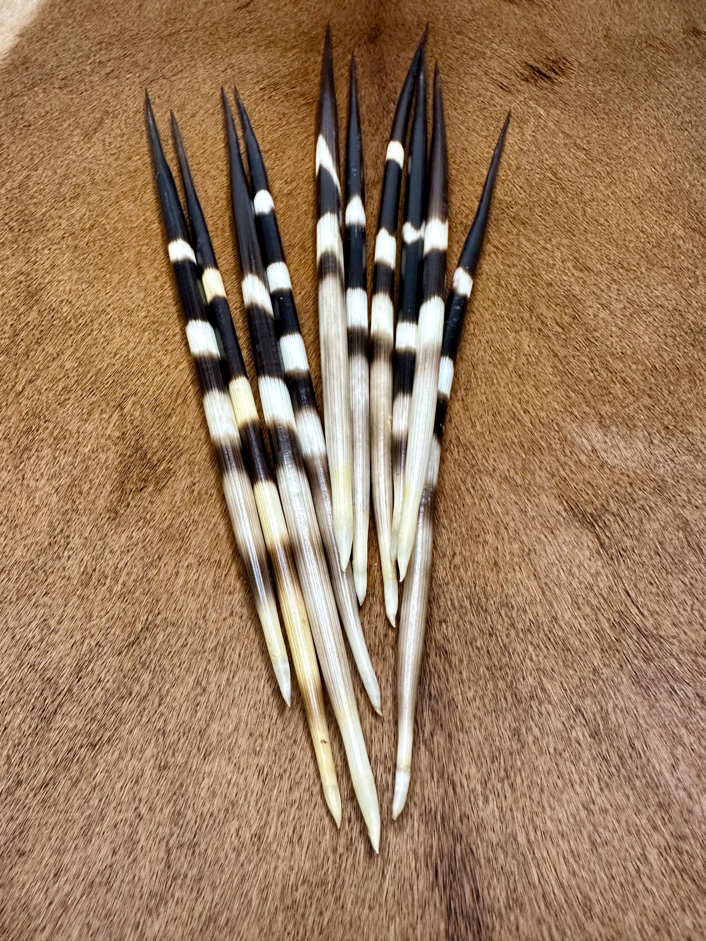 Porcupine quills 26-30cm