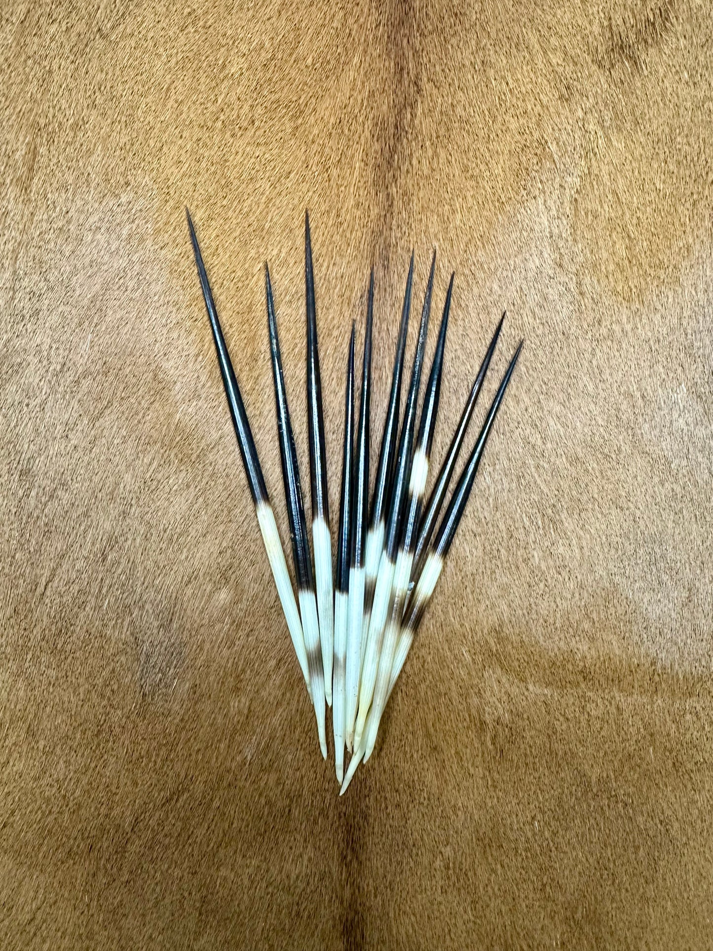 Porcupine quills 15-17cm