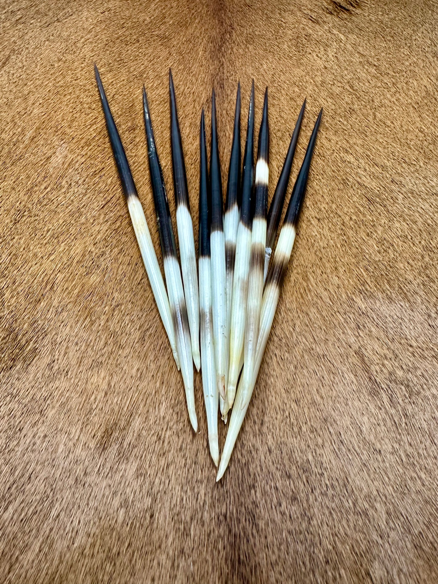 Porcupine quills 15-17cm